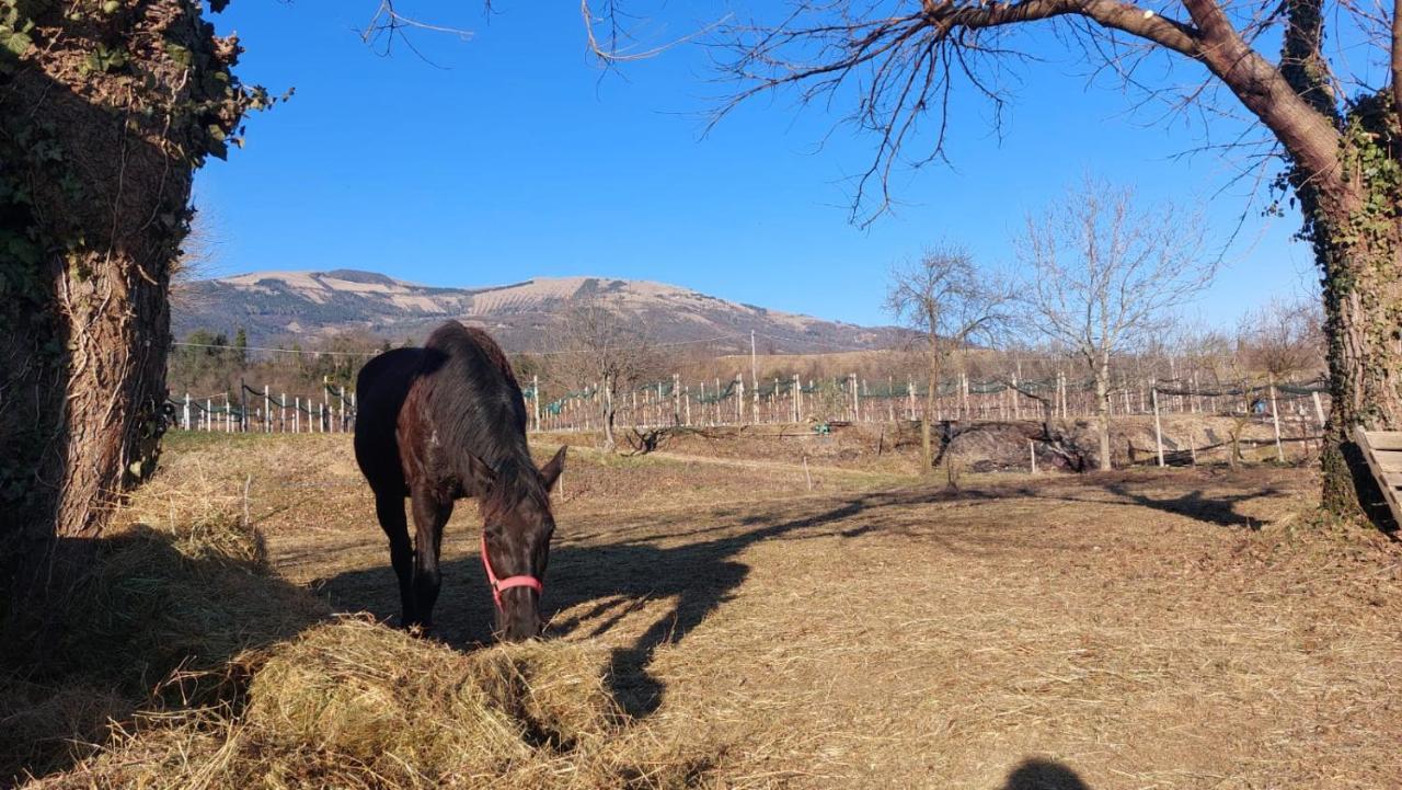 발도비아데네 La Caneveta Al Piave 빌라 외부 사진